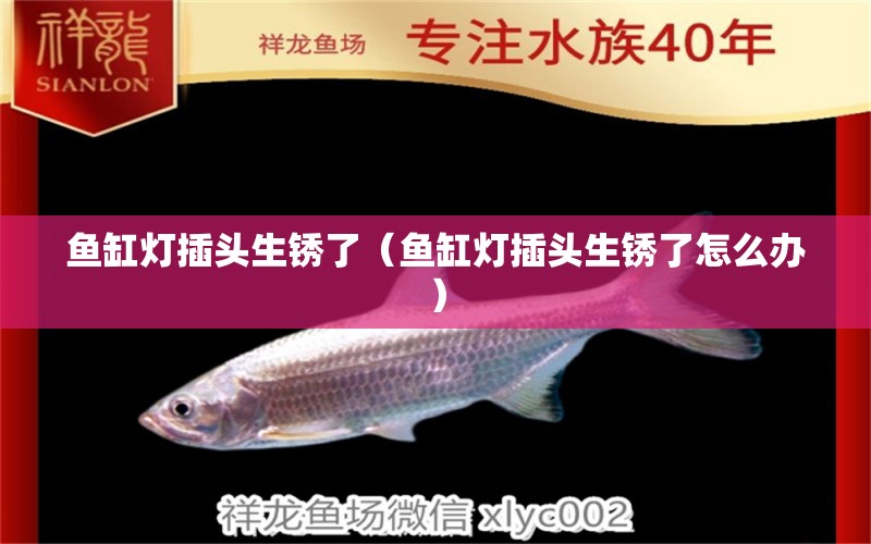 魚缸燈插頭生銹了（魚缸燈插頭生銹了怎么辦）