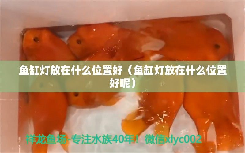 魚缸燈放在什么位置好（魚缸燈放在什么位置好呢） 銀龍魚