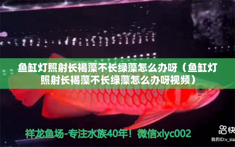 魚缸燈照射長褐藻不長綠藻怎么辦呀（魚缸燈照射長褐藻不長綠藻怎么辦呀視頻） 黃金貓魚