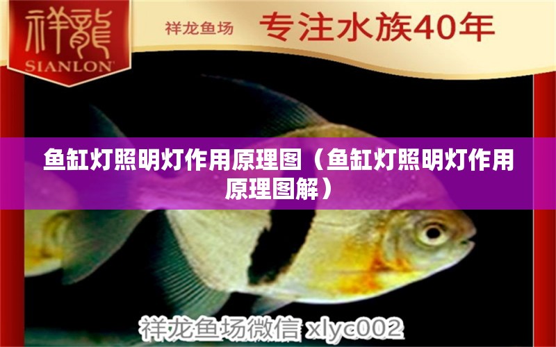 魚缸燈照明燈作用原理圖（魚缸燈照明燈作用原理圖解）