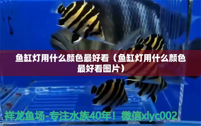 魚缸燈用什么顏色最好看（魚缸燈用什么顏色最好看圖片）