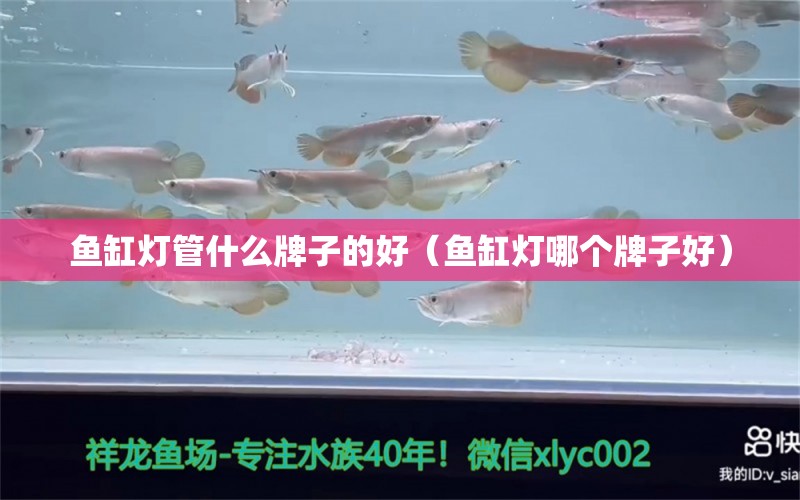 魚缸燈管什么牌子的好（魚缸燈哪個牌子好）