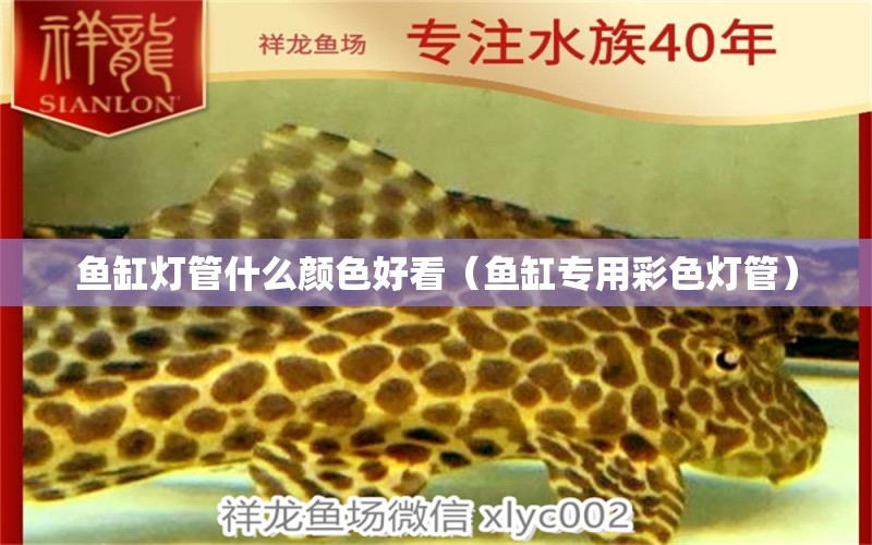 魚缸燈管什么顏色好看（魚缸專用彩色燈管）