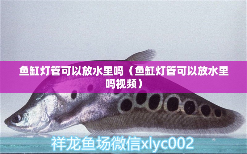 魚(yú)缸燈管可以放水里嗎（魚(yú)缸燈管可以放水里嗎視頻）