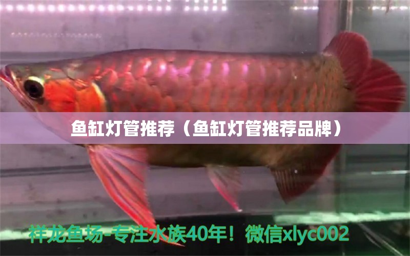 魚(yú)缸燈管推薦（魚(yú)缸燈管推薦品牌）