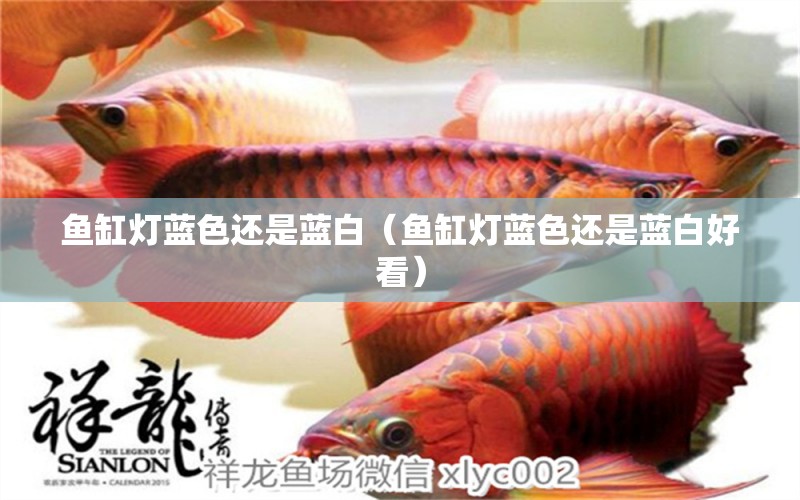 魚(yú)缸燈藍(lán)色還是藍(lán)白（魚(yú)缸燈藍(lán)色還是藍(lán)白好看）