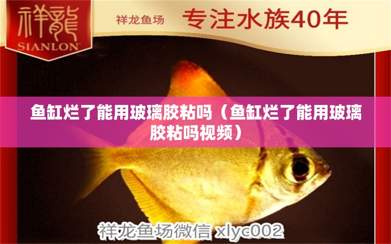 魚缸爛了能用玻璃膠粘嗎（魚缸爛了能用玻璃膠粘嗎視頻）