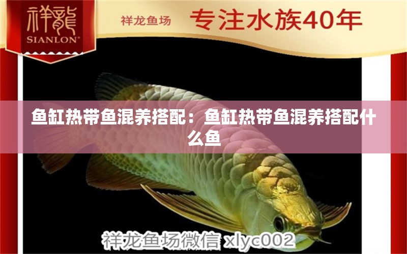 魚缸熱帶魚混養(yǎng)搭配：魚缸熱帶魚混養(yǎng)搭配什么魚 廣州水族批發(fā)市場