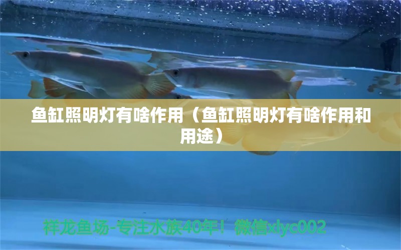 魚缸照明燈有啥作用（魚缸照明燈有啥作用和用途） 金三間魚