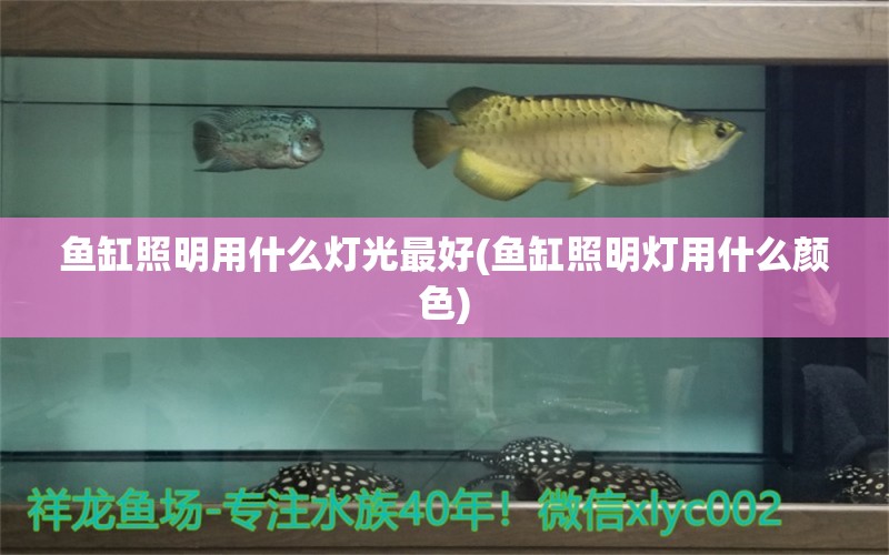 魚(yú)缸照明用什么燈光最好(魚(yú)缸照明燈用什么顏色) 赤荔鳳冠魚(yú) 第1張