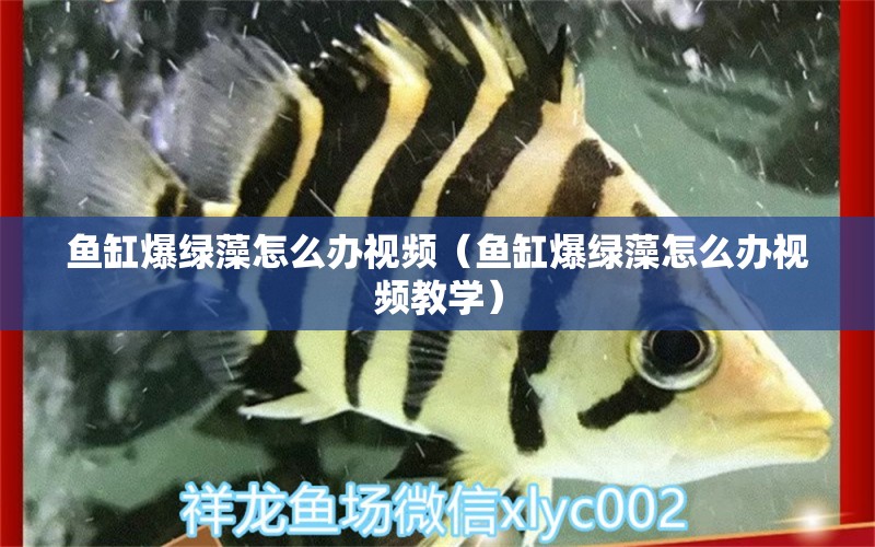 魚缸爆綠藻怎么辦視頻（魚缸爆綠藻怎么辦視頻教學(xué)） 觀賞魚批發(fā)