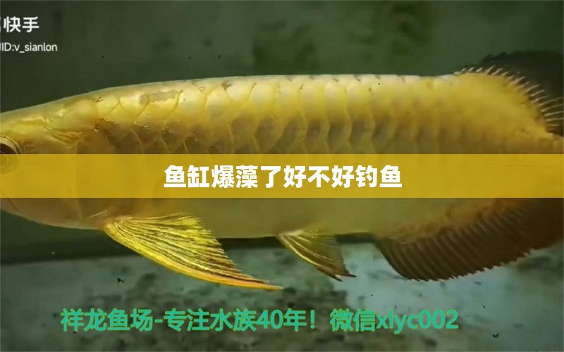 魚(yú)缸爆藻了好不好釣魚(yú)