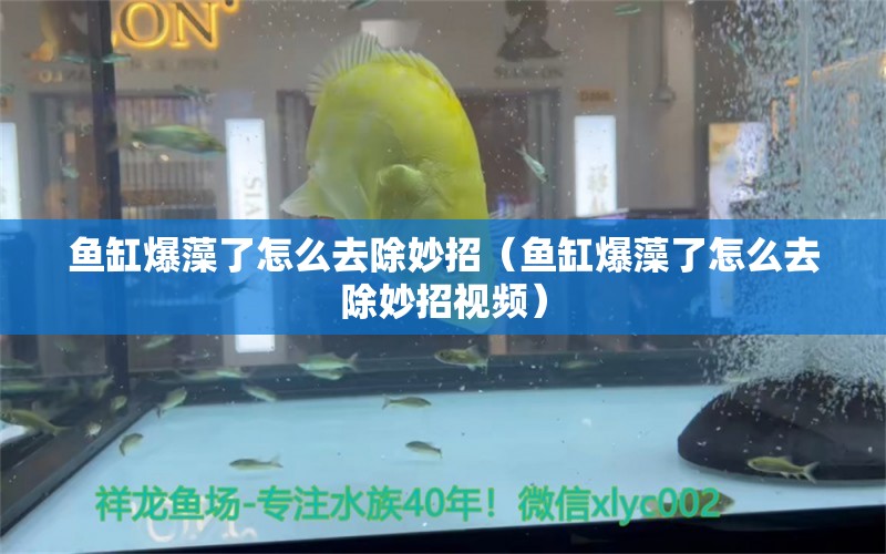 魚(yú)缸爆藻了怎么去除妙招（魚(yú)缸爆藻了怎么去除妙招視頻）