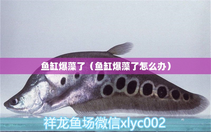 魚缸爆藻了（魚缸爆藻了怎么辦）