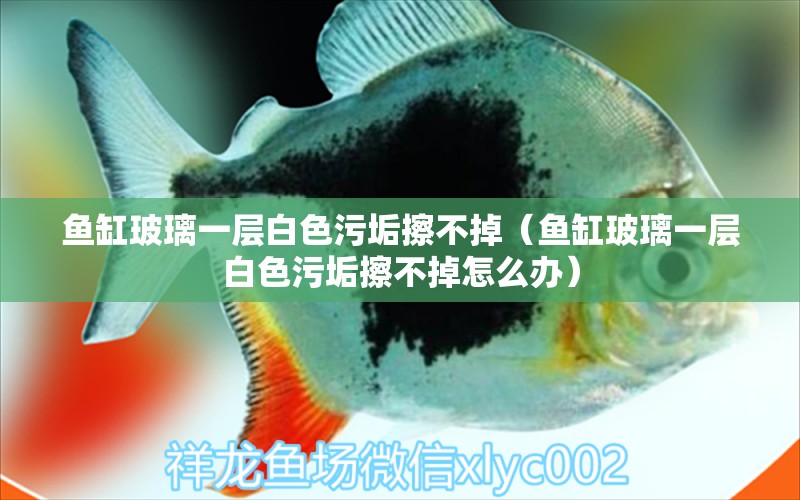 魚缸玻璃一層白色污垢擦不掉（魚缸玻璃一層白色污垢擦不掉怎么辦）