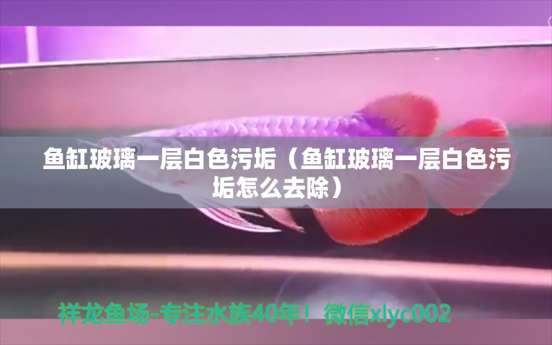 魚缸玻璃一層白色污垢（魚缸玻璃一層白色污垢怎么去除）