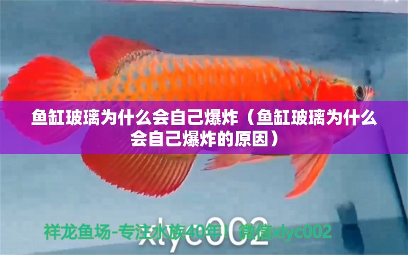 魚缸玻璃為什么會自己爆炸（魚缸玻璃為什么會自己爆炸的原因） 黑桃A魚苗