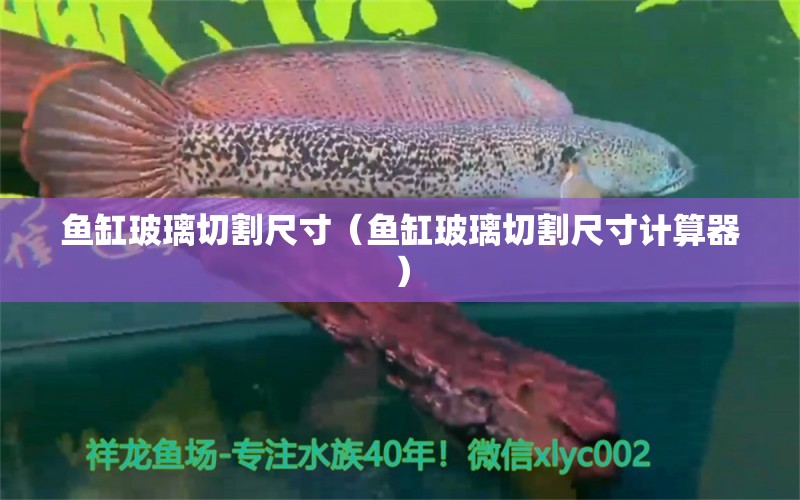 魚(yú)缸玻璃切割尺寸（魚(yú)缸玻璃切割尺寸計(jì)算器） 量子養(yǎng)魚(yú)技術(shù)