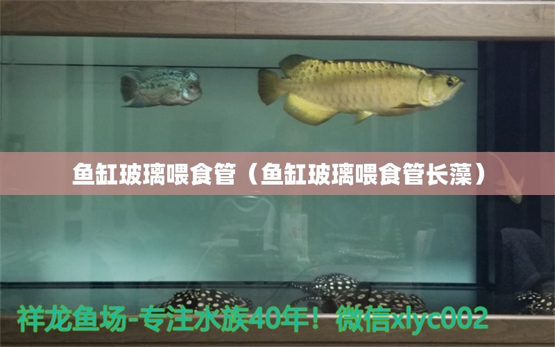 魚缸玻璃喂食管（魚缸玻璃喂食管長藻） 量子養(yǎng)魚技術(shù)