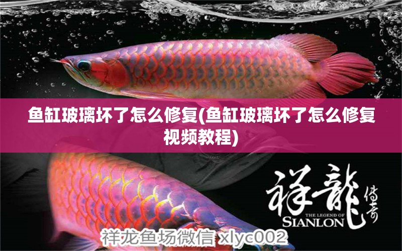 魚缸玻璃壞了怎么修復(fù)(魚缸玻璃壞了怎么修復(fù)視頻教程) 狗狗（犬）