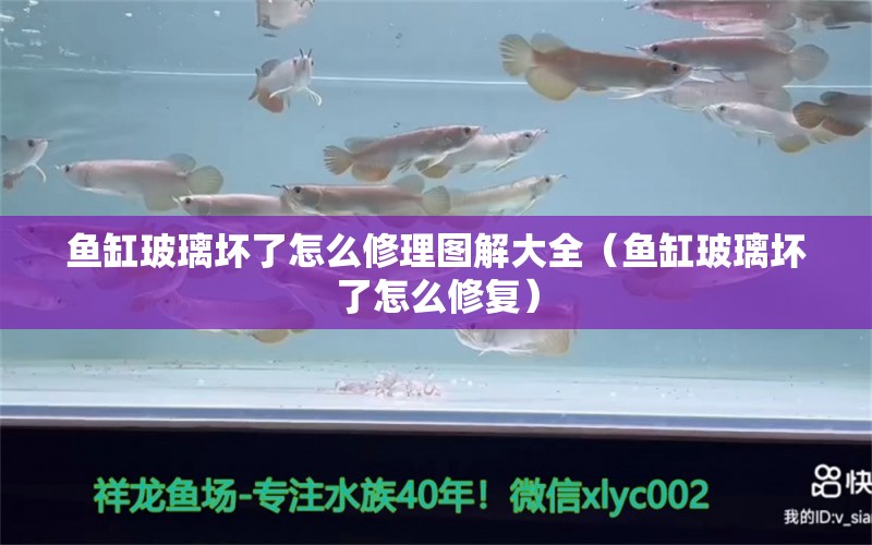 魚缸玻璃壞了怎么修理圖解大全（魚缸玻璃壞了怎么修復(fù)） 觀賞魚批發(fā)