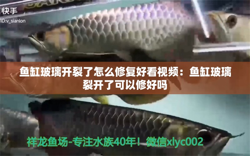 魚缸玻璃開裂了怎么修復(fù)好看視頻：魚缸玻璃裂開了可以修好嗎 廣州水族批發(fā)市場