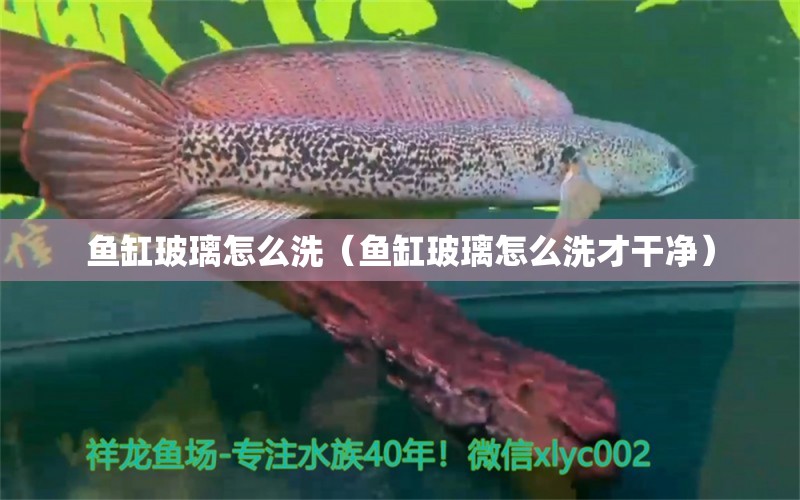 魚缸玻璃怎么洗（魚缸玻璃怎么洗才干凈） 祥龍水族醫(yī)院