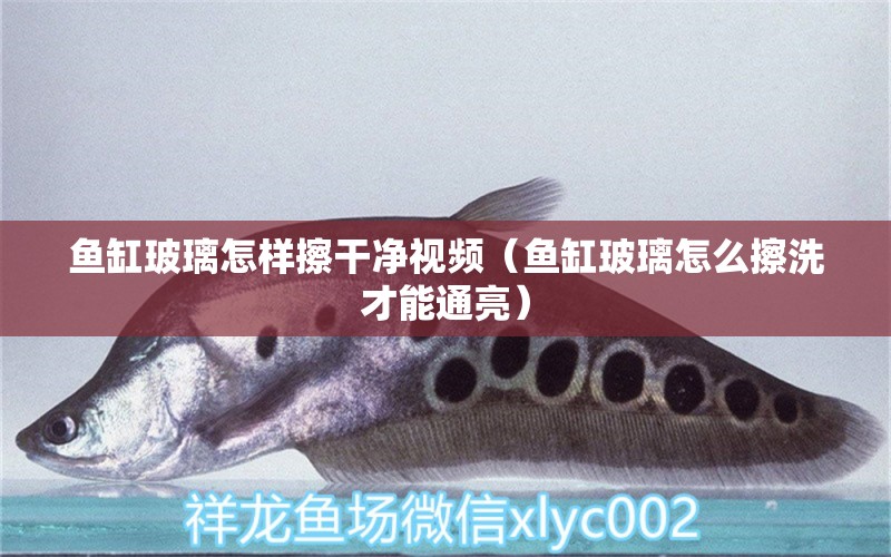 魚(yú)缸玻璃怎樣擦干凈視頻（魚(yú)缸玻璃怎么擦洗才能通亮）