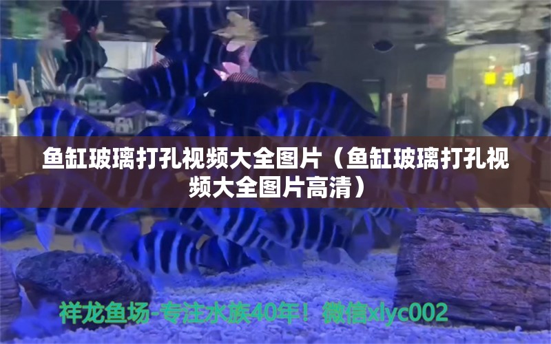 魚缸玻璃打孔視頻大全圖片（魚缸玻璃打孔視頻大全圖片高清） 羽毛刀魚苗