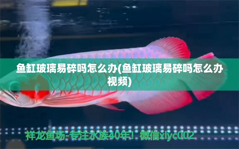 魚缸玻璃易碎嗎怎么辦(魚缸玻璃易碎嗎怎么辦視頻)