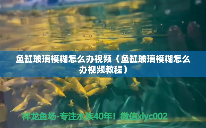 魚缸玻璃模糊怎么辦視頻（魚缸玻璃模糊怎么辦視頻教程） 白子紅龍魚