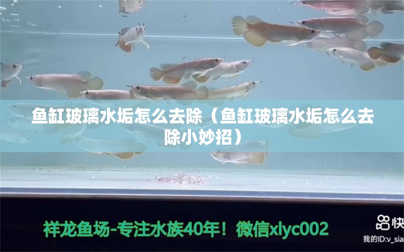 魚缸玻璃水垢怎么去除（魚缸玻璃水垢怎么去除小妙招）