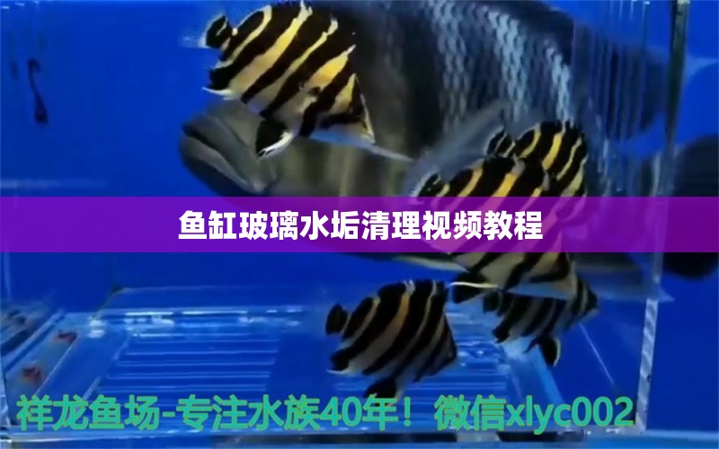 魚缸玻璃水垢清理視頻教程 祥龍水族護理水