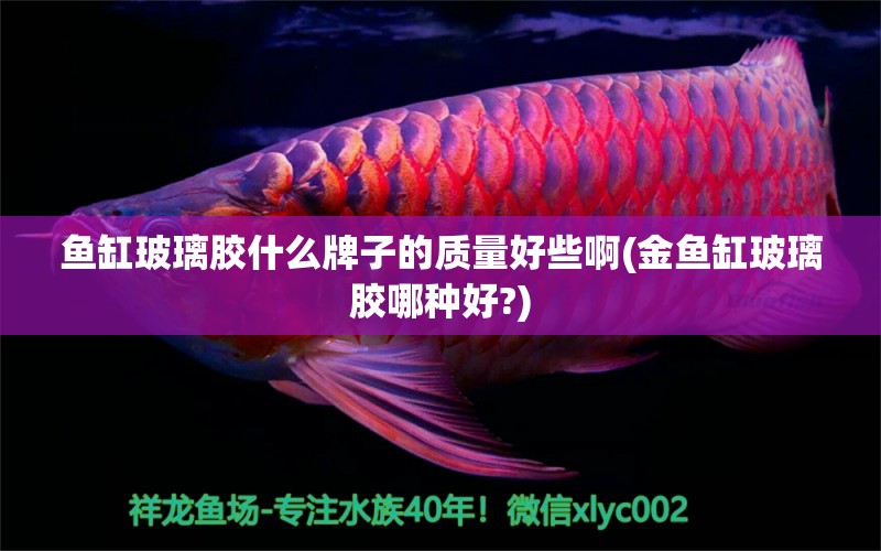 魚(yú)缸玻璃膠什么牌子的質(zhì)量好些啊(金魚(yú)缸玻璃膠哪種好?) 白子紅龍魚(yú) 第1張