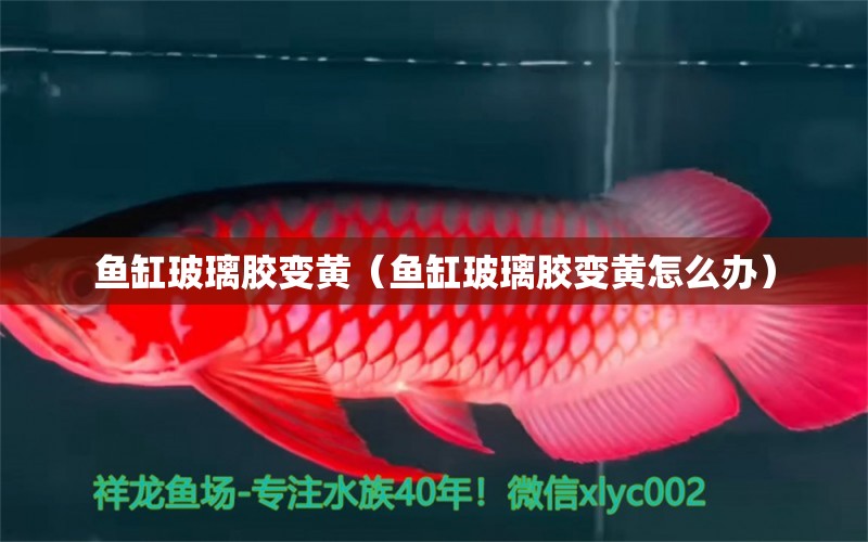 魚缸玻璃膠變黃（魚缸玻璃膠變黃怎么辦）