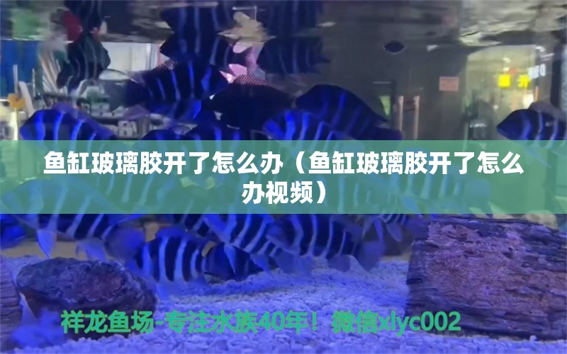 魚缸玻璃膠開了怎么辦（魚缸玻璃膠開了怎么辦視頻）