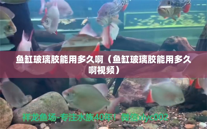 魚缸玻璃膠能用多久?。~缸玻璃膠能用多久啊視頻） 觀賞魚市場(chǎng)（混養(yǎng)魚）