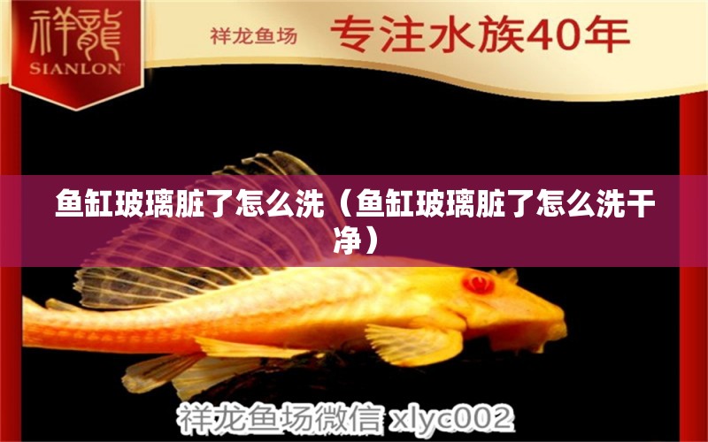 魚缸玻璃臟了怎么洗（魚缸玻璃臟了怎么洗干凈） 祥龍水族醫(yī)院