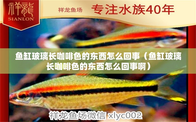 魚(yú)缸玻璃長(zhǎng)咖啡色的東西怎么回事（魚(yú)缸玻璃長(zhǎng)咖啡色的東西怎么回事啊）