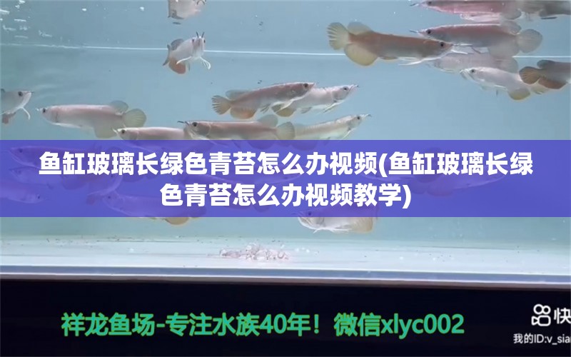 魚缸玻璃長綠色青苔怎么辦視頻(魚缸玻璃長綠色青苔怎么辦視頻教學(xué))