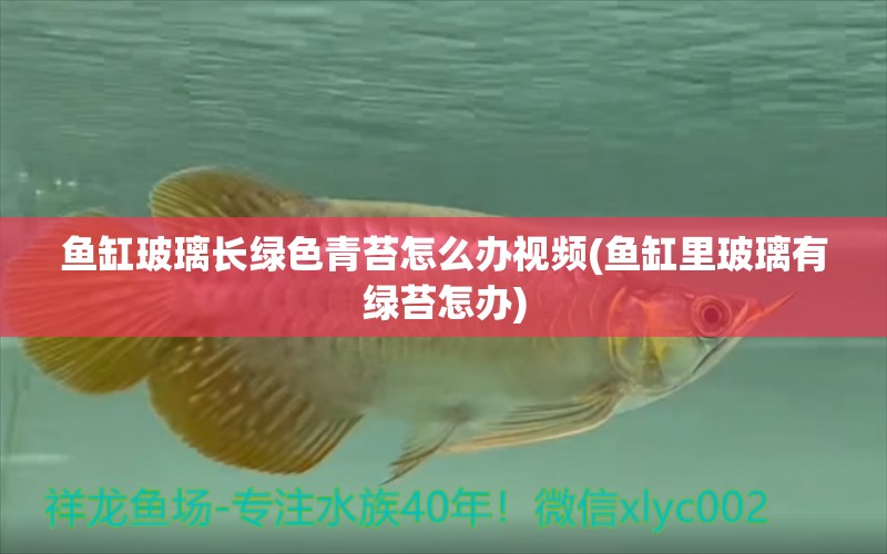 魚缸玻璃長綠色青苔怎么辦視頻(魚缸里玻璃有綠苔怎辦)