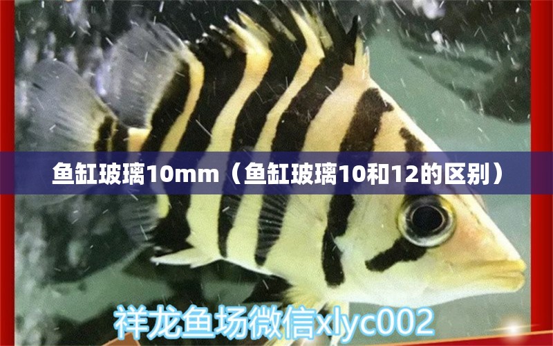 魚缸玻璃10mm（魚缸玻璃10和12的區(qū)別） 祥龍水族醫(yī)院