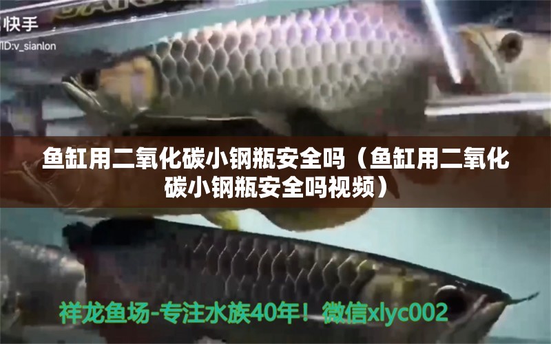 魚缸用二氧化碳小鋼瓶安全嗎（魚缸用二氧化碳小鋼瓶安全嗎視頻）