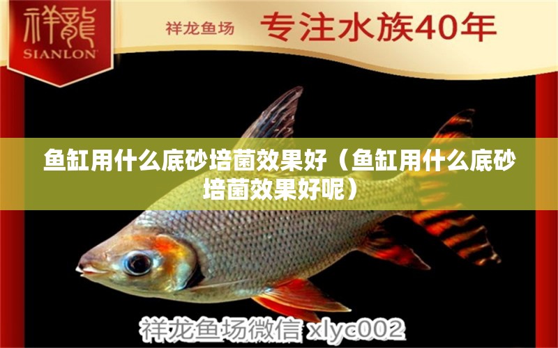 魚缸用什么底砂培菌效果好（魚缸用什么底砂培菌效果好呢） 魚缸清潔用具