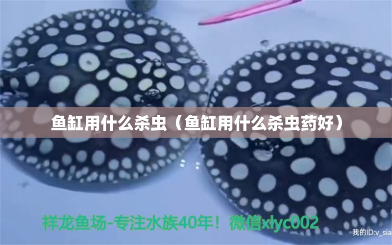 魚缸用什么殺蟲（魚缸用什么殺蟲藥好）