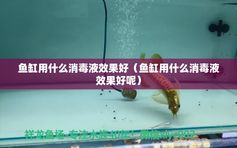 魚缸用什么消毒液效果好（魚缸用什么消毒液效果好呢）