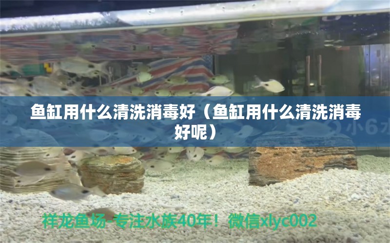 魚(yú)缸用什么清洗消毒好（魚(yú)缸用什么清洗消毒好呢）