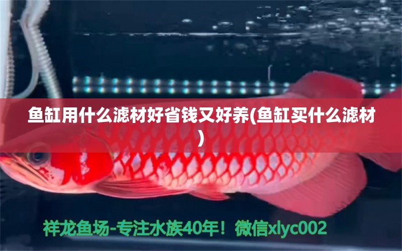 魚缸用什么濾材好省錢又好養(yǎng)(魚缸買什么濾材) 狗頭魚 第2張