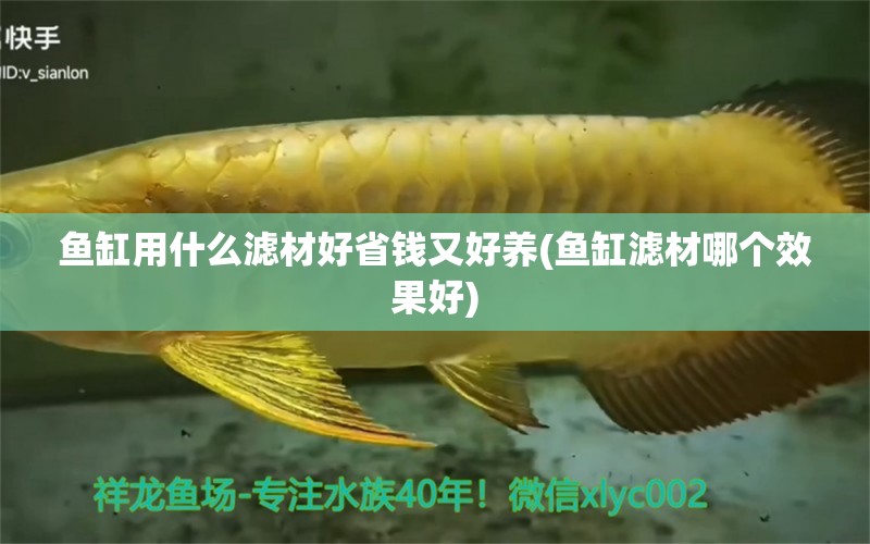 魚缸用什么濾材好省錢又好養(yǎng)(魚缸濾材哪個效果好)