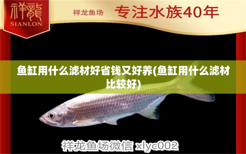 魚缸用什么濾材好省錢又好養(yǎng)(魚缸用什么濾材比較好)